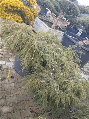 Hänge-Hemlocktanne - Tsuga canadensis 'Pendula'