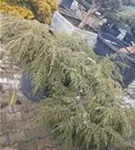 Hänge-Hemlocktanne - Tsuga canadensis 'Pendula'