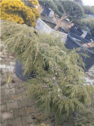 Hänge-Hemlocktanne - Tsuga canadensis 'Pendula'