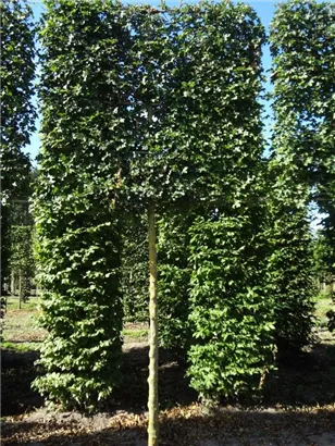 Feldahorn 'Elsrijk' - Acer campestre 'Elsrijk' - Formgehölze