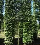 Feldahorn 'Elsrijk' - Acer campestre 'Elsrijk' - Formgehölze