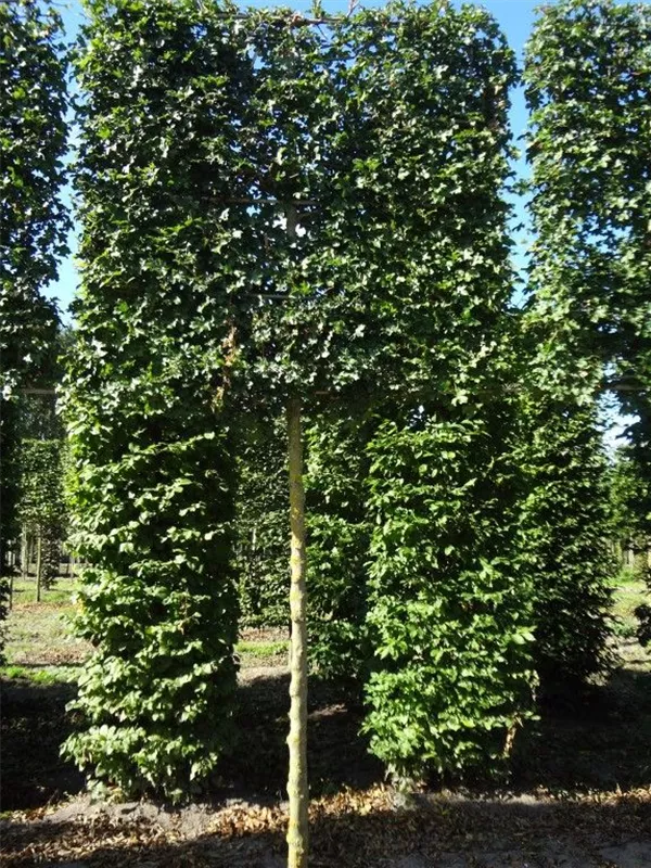 Feldahorn 'Elsrijk' - Acer campestre 'Elsrijk' - Formgehölze