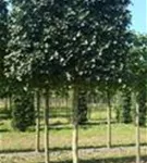 Feldahorn 'Elsrijk' - Acer campestre 'Elsrijk' - Formgehölze