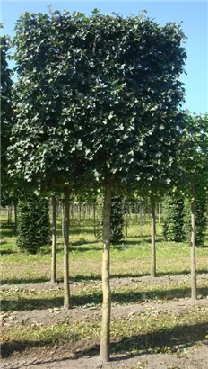 Feldahorn 'Elsrijk' - Acer campestre 'Elsrijk' - Formgehölze