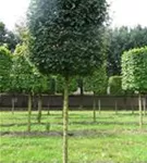 Feldahorn 'Elsrijk' - Acer campestre 'Elsrijk' - Formgehölze