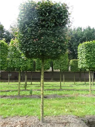 Feldahorn 'Elsrijk' - Acer campestre 'Elsrijk' - Formgehölze