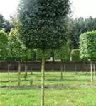 Feldahorn 'Elsrijk' - Acer campestre 'Elsrijk' - Formgehölze