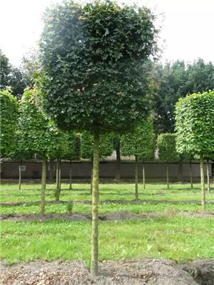 Feldahorn 'Elsrijk' - Acer campestre 'Elsrijk' - Formgehölze