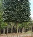 Feldahorn 'Elsrijk' - Acer campestre 'Elsrijk' - Formgehölze