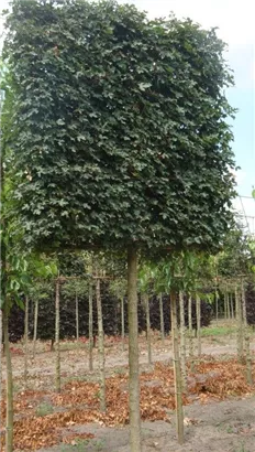 Feldahorn 'Elsrijk' - Acer campestre 'Elsrijk' - Formgehölze