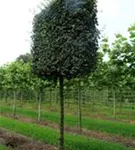 Feldahorn 'Elsrijk' - Acer campestre 'Elsrijk' - Formgehölze