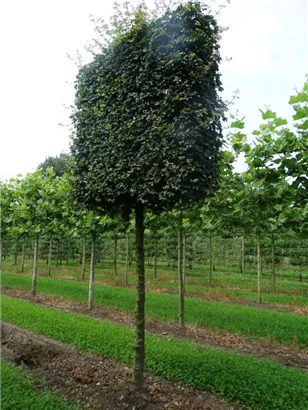 Feldahorn 'Elsrijk' - Acer campestre 'Elsrijk' - Formgehölze