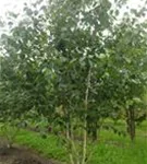 Himalaya Birke - Betula utilis jacquemontii - Formgehölze
