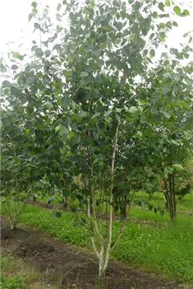 Himalaya Birke - Betula utilis jacquemontii - Formgehölze