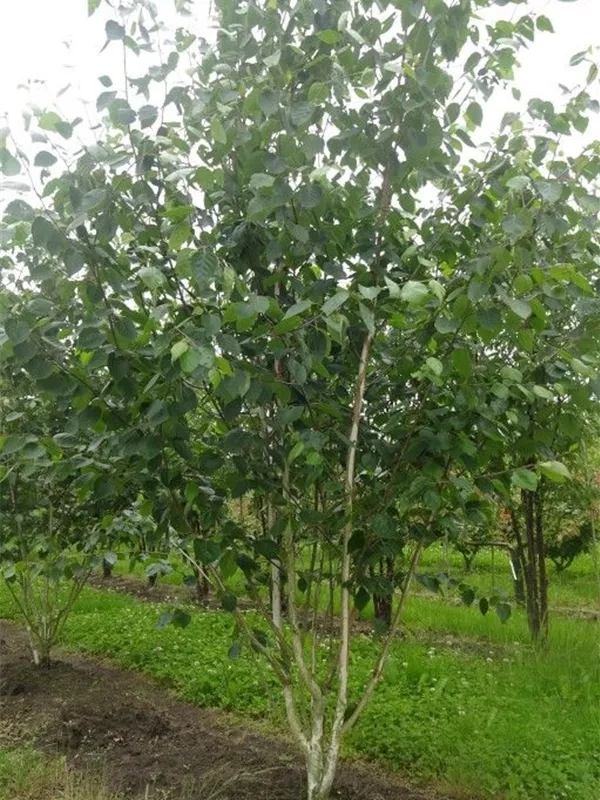 Himalaya Birke - Betula utilis jacquemontii - Formgehölze