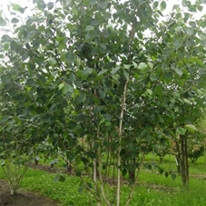 Betula utilis jacquemontii - Formgehölze, mDb mehrstämmig 300- 350