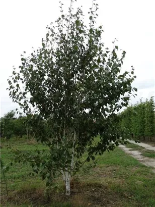 Himalaya Birke - Betula utilis jacquemontii - Formgehölze