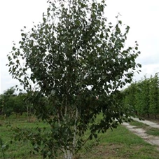 Betula utilis jacquemontii - Formgehölze, mDb mehrstämmig 350- 400 Betula utilis jacquemontii - Formgehölze, mDb mehrstämmig 350- 400