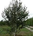 Himalaya Birke - Betula utilis jacquemontii - Formgehölze