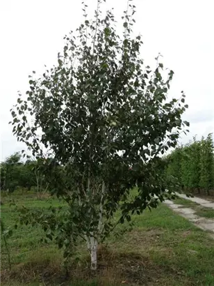 Himalaya Birke - Betula utilis jacquemontii - Formgehölze