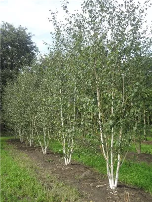 Himalaya Birke - Betula utilis jacquemontii - Formgehölze