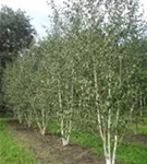 Himalaya Birke - Betula utilis jacquemontii - Formgehölze Himalaya Birke - Betula utilis jacquemontii - Formgehölze