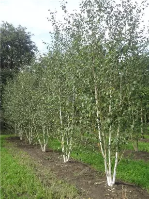 Himalaya Birke - Betula utilis jacquemontii - Formgehölze