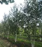 Himalaya Birke - Betula utilis jacquemontii - Formgehölze Himalaya Birke - Betula utilis jacquemontii - Formgehölze