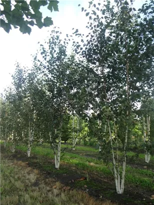 Himalaya Birke - Betula utilis jacquemontii - Formgehölze Himalaya Birke - Betula utilis jacquemontii - Formgehölze