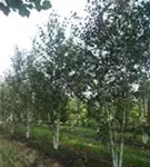 Himalaya Birke - Betula utilis jacquemontii - Formgehölze