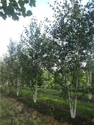 Himalaya Birke - Betula utilis jacquemontii - Formgehölze