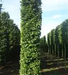 Hainbuche,Weißbuche - Carpinus betulus - Formgehölze
