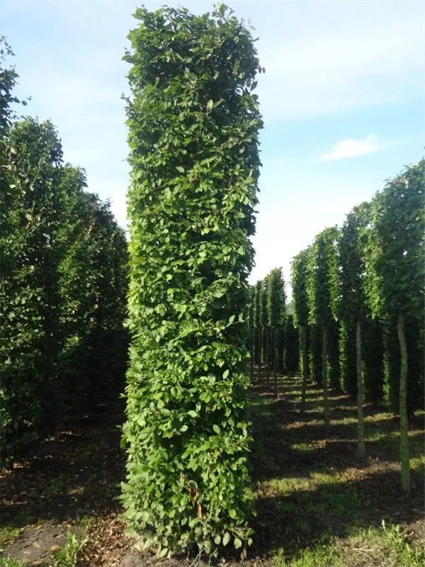 Hainbuche,Weißbuche - Carpinus betulus - Formgehölze