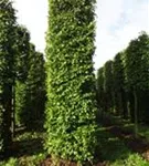 Hainbuche,Weißbuche - Carpinus betulus - Formgehölze