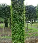 Hainbuche,Weißbuche - Carpinus betulus - Formgehölze