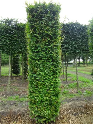 Hainbuche,Weißbuche - Carpinus betulus - Formgehölze