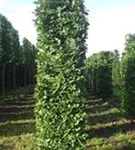 Hainbuche,Weißbuche - Carpinus betulus - Formgehölze