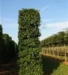 Hainbuche,Weißbuche - Carpinus betulus - Formgehölze