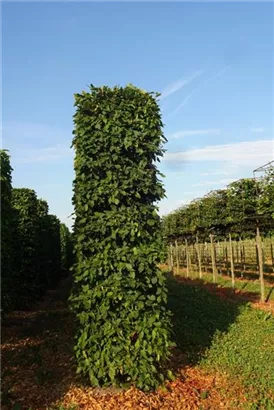 Hainbuche,Weißbuche - Carpinus betulus - Formgehölze