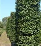 Hainbuche,Weißbuche - Carpinus betulus - Formgehölze