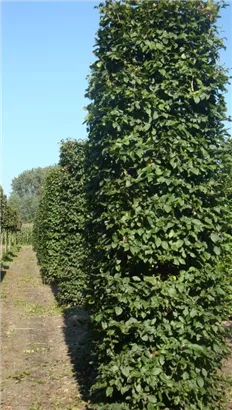 Hainbuche,Weißbuche - Carpinus betulus - Formgehölze