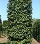 Hainbuche,Weißbuche - Carpinus betulus - Formgehölze