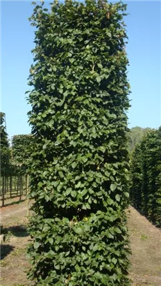 Hainbuche,Weißbuche - Carpinus betulus - Formgehölze
