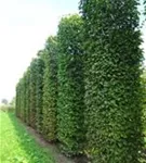 Hainbuche,Weißbuche - Carpinus betulus - Formgehölze