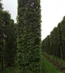 Hainbuche,Weißbuche - Carpinus betulus - Formgehölze