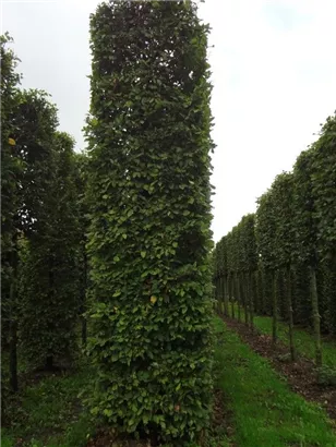 Hainbuche,Weißbuche - Carpinus betulus - Formgehölze