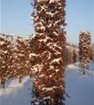 Hainbuche,Weißbuche - Carpinus betulus - Formgehölze