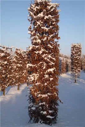 Hainbuche,Weißbuche - Carpinus betulus - Formgehölze