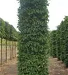 Hainbuche,Weißbuche - Carpinus betulus - Formgehölze