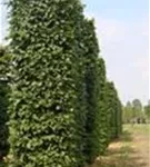 Hainbuche,Weißbuche - Carpinus betulus - Formgehölze